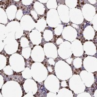 Anti-UQCC2 antibody produced in rabbit 
