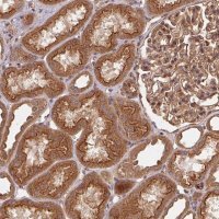 Anti-USE1 antibody produced in rabbit 