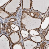 Anti-USH1G antibody produced in rabbit 
