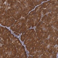 Anti-USP14 antibody produced in rabbit 