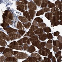 Anti-USP29 antibody produced in rabbit 