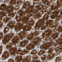 Anti-USP31 antibody produced in rabbit 