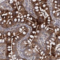 Anti-USP45 antibody produced in rabbit
