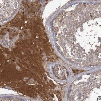 Anti-USP50 antibody produced in rabbit 