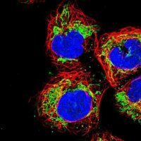 Anti-USP54 antibody produced in rabbit