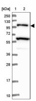Anti-USP6NL antibody produced in rabbit 