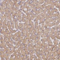 Anti-UTP23 antibody produced in rabbit 