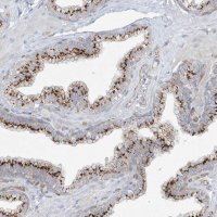 Anti-VAMP5 antibody produced in rabbit 