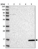 Anti-VAMP5 antibody produced in rabbit 
