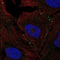 Anti-VCAM1 antibody produced in rabbit 