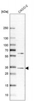 Anti-VDAC1 antibody produced in rabbit