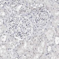 Anti-VEZF1 antibody produced in rabbit