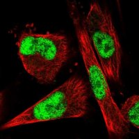 Anti-VEZF1 antibody produced in rabbit