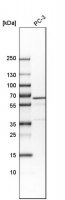 Anti-VIPAS39 antibody produced in rabbit 