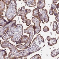 Anti-VMO1 antibody produced in rabbit 