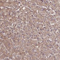 Anti-VMO1 antibody produced in rabbit 