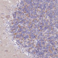 Anti-VPS26B antibody produced in rabbit