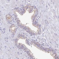 Anti-VPS26B antibody produced in rabbit