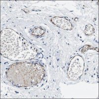 Anti-VSIG10 antibody produced in rabbit HPA014526-100UL