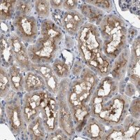 Anti-VSTM2A antibody produced in rabbit HPA021404-100UL