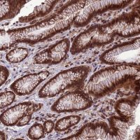 Anti-VSTM4 antibody produced in rabbit 