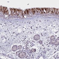 Anti-VWC2 antibody produced in rabbit 
