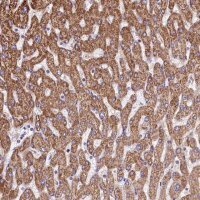 Anti-VWCE antibody produced in rabbit 