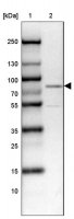 Anti-WASF1 antibody produced in rabbit HPA004105-100UL