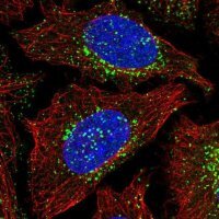 Anti-WASHC2A antibody produced in rabbit 