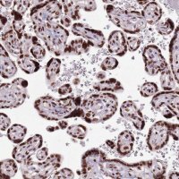 Anti-WASHC4 antibody produced in rabbit