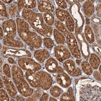 Anti-WDCP antibody produced in rabbit 