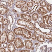 Anti-WDFY3 antibody produced in rabbit