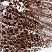 Anti-WDR34 antibody produced in rabbit 