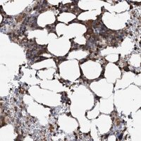 Anti-WDR36 antibody produced in rabbit 