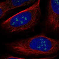 Anti-WDR36 antibody produced in rabbit 
