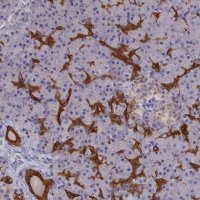 Anti-WDR6 antibody produced in rabbit 