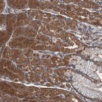 Anti-WDR66 antibody produced in rabbit 