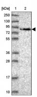 Anti-WDR70 antibody produced in rabbit