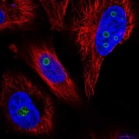 Anti-WDR82 antibody produced in rabbit