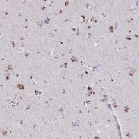 Anti-WDR97 antibody produced in rabbit 