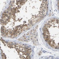 Anti-WIPI2 antibody produced in rabbit