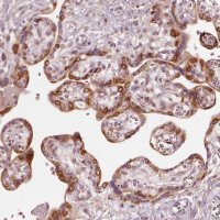 Anti-WLS antibody produced in rabbit HPA069520-100UL