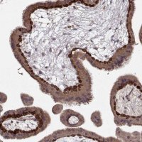 Anti-WNT6 antibody produced in rabbit 