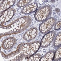 Anti-WNT8B antibody produced in rabbit 