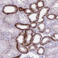 Anti-WNT9B antibody produced in rabbit 
