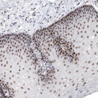 Anti-WRAP73 antibody produced in rabbit 