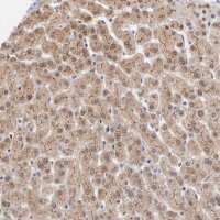Anti-WSB1 antibody produced in rabbit 