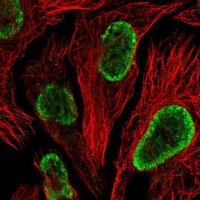 Anti-WSCD2 antibody produced in rabbit 