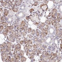 Anti-WWC1 antibody produced in rabbit 