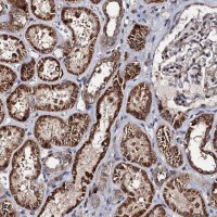 Anti-WWC3 antibody produced in rabbit
